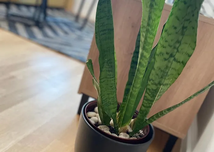 Apartment Naomi Split